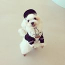 오수펫하우스 | 사지말고 입양하세요 (광주 동물보호소 유기견 입양 후기)