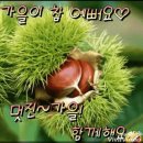 9월16일 ㅡ가평 자라섬 ㅡ트레킹 및 ㅡ가을 꽃 축제갑니다ㅡ 이미지