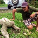 나무늘보 이미지