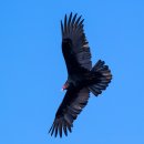 Turkey Vulture 이미지