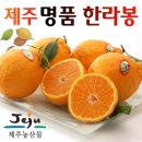 (#상예동토지매매) 서귀포시 상예동 경관 끝내주는 입지 - 관리상태 최상인 한라봉시설하우스 매매(1,385평 / 6.5억) 이미지