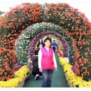 마산가고파 국화축제장 이미지