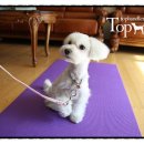 Tophandler 이미지