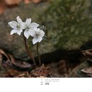 경칩, 다시 시작 봄, 봄시모음/ 혜원 전진옥 이미지