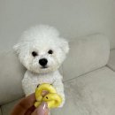 부산 덕천 강아지 케이크 퀄리티 대박 멍프레시 수제간식ㅇ