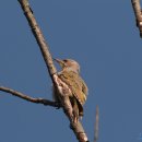 청딱따구리 Grey-headed Woodpecker 이미지