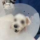 조영메디칼 | 뇌하수체 종양(Suprasellar Pituitary Tumor) SRT 후 중증 신경·전해질·심장 질환 통합 관리 사례...