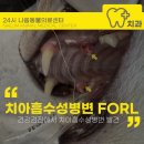 신도림S동물의료센터 | 건강검진에서 고양이 치아흡수성병변 FORL 진단, 증상과 수술후기