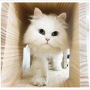 멍이냥이하우스 이미지