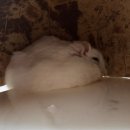 짱오락실 울산성남점(주식회사 짱) | 얼렁뚱땅 햄토리의 일상 포토 덤프(2024.09.16 - 2024.09.22)