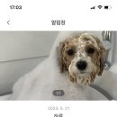 아지오펫살롱 네이버블로그