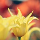 스프링데이 이미지