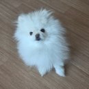 디어펫 | 수원 곡반정동 애견미용 디어펫살롱 포메라니안 곰돌이컷 미용 후기