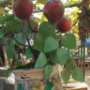 채식농장 이미지