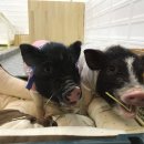 마리앤쥬(ZOO) 이미지