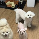 도그185 강아지미용실 | 울산남구애견미용실 도그포레스트 후기🐾 세 마리 강아지 미용 &amp; 목욕 만족 100%! ( 120펫택시 )