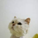 잔다냥 이천점 이미지