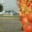 오렌지나무 이미지