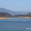 경안천습지생태공원 | 경안천습지생태공원 겨울 풍경, 고니·철새 보러 가기 좋은 산책코스 (주차 무료)
