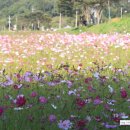 장성호 미락단지 이미지