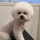 코모네 펫하우스 이미지