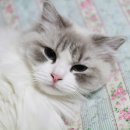 랙돌캐터리올리비아 이미지