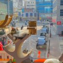 션샤인캣 | 명동 실내 놀거리 아이와 루프캣미 고양이카페