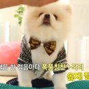 엔젤스 도그 이미지