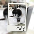 강아지 방광염,피오줌 증상, 혈뇨 치료[분당 판교 동물병원 P&amp;P]