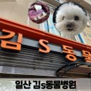 김s 동물병원 | 강아지 스케일링 무마취 전문 일산 김s동물병원