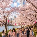 하모니카(야간) | 2026 서울 벚꽃 개화시기 잠실 석촌호수 벚꽃축제 주차 명당 팁