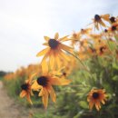 루드베키아 이미지