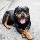 파란동물병원 이미지