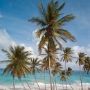 야자수 이미지