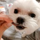 애니멀 쉐프 이미지