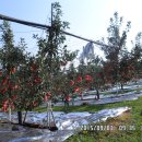 청강농원 이미지