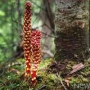 오리나무 이미지