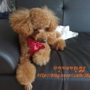 도그판타지 이미지