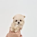 천안강아지분양 우리집퍼피 천안아산본점 (하이도그) 이미지