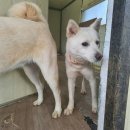 🆘안락사🆘 (전주 딱지) 개농장에서 친구들 도살당하고 혼자 살아남았는데 안락사라니요ㅠㅠ 이미지