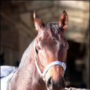 나리목장 이미지