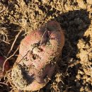 비봉농장 이미지