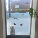 머무름 펫 이미지