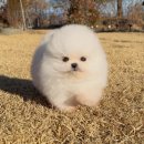 좋은우리메디칼 | 광주강아지산소방 소중한(주)현진메디칼 리얼 정보를 정리해 보았네요