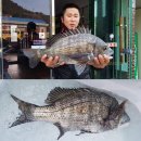 순천대물낚시 이미지