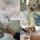 스킨앤이어동물병원 이미지