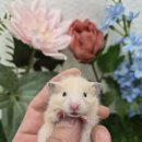 패러그린샵 명지점 이미지