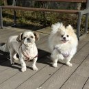 매일행복하개 이미지