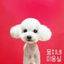 뭉치네 미용실 이미지