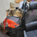 판교로715번길 이미지